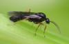 Formica sp.